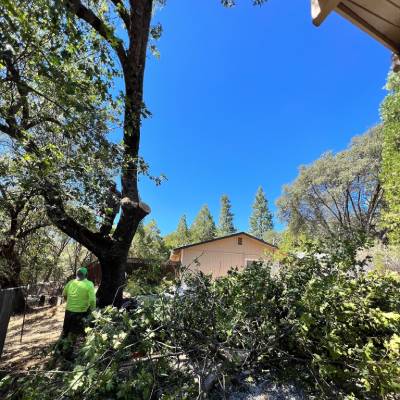 TREE SERVICES